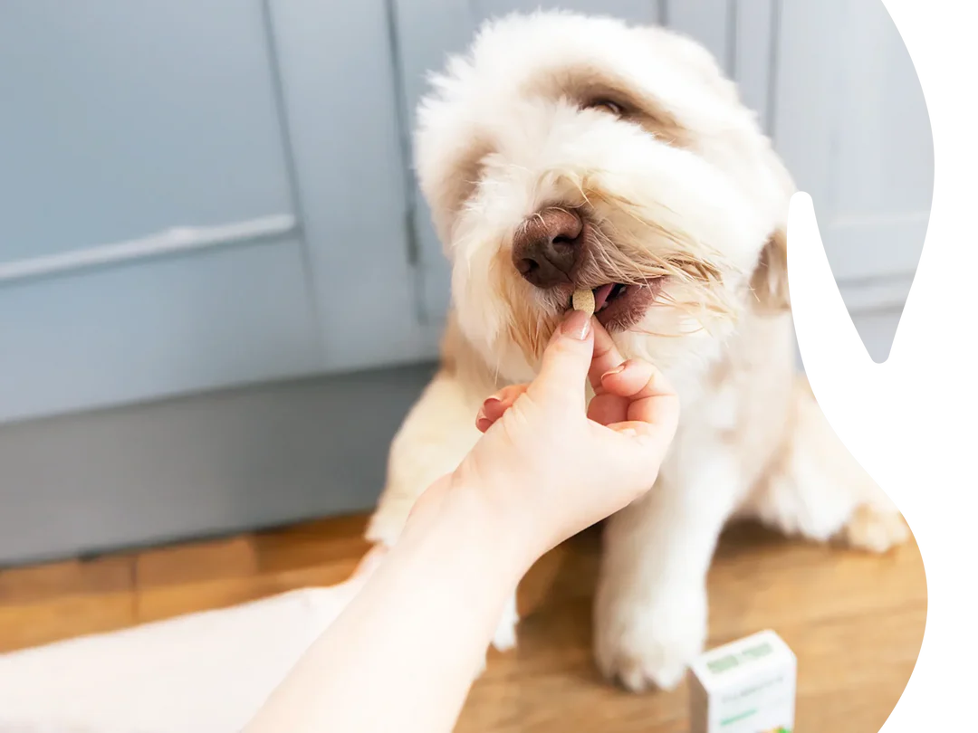 Proven Care for Happy Pets
